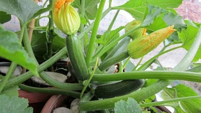Come Piantare E Coltivare Le Zucchine. Guida Completa