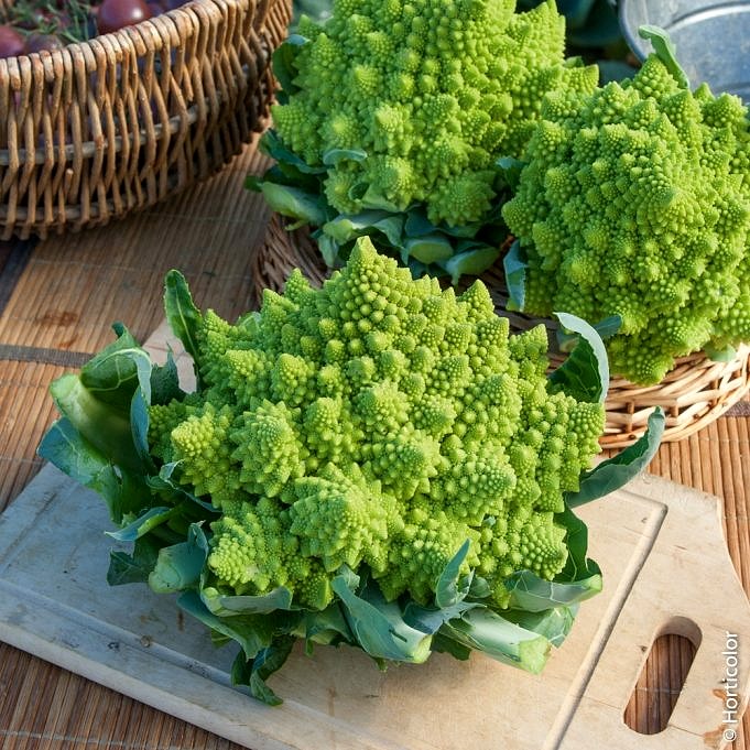 Piante Da Compagnia Di Broccoli. Piante Da Compagnia Di Broccoli: Le Scelte Migliori